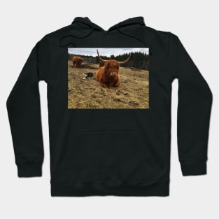 Scottish Highland Cattle Cow and cat 2365 Hoodie